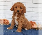 Small #3 Cavapoo (Miniature)