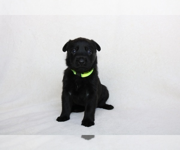 Medium Photo #7 German Shepherd Dog Puppy For Sale in AUSTIN, TX, USA