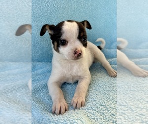 Chihuahua Puppy for Sale in FAIR HAVEN, Michigan USA