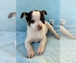 Small Chihuahua