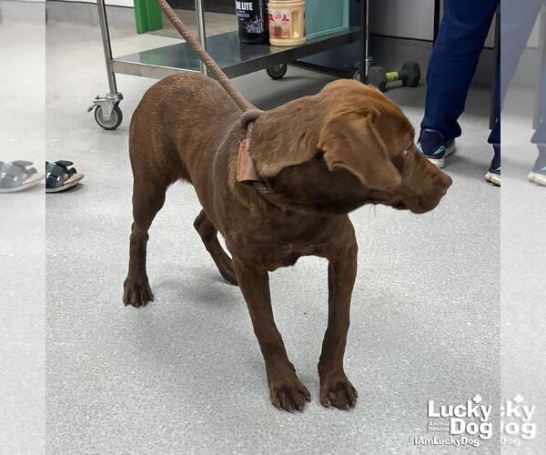 Medium Photo #2 Labrador Retriever-Unknown Mix Puppy For Sale in Washington, DC, USA