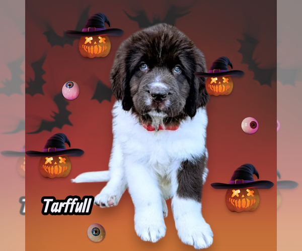 Medium Photo #1 Newfoundland Puppy For Sale in LAS VEGAS, NV, USA