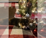 Small Photo #2 Pembroke Welsh Corgi Puppy For Sale in RICHLAND, MO, USA