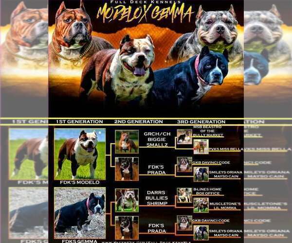 Medium Photo #7 American Bully Puppy For Sale in PADUCAH, KY, USA