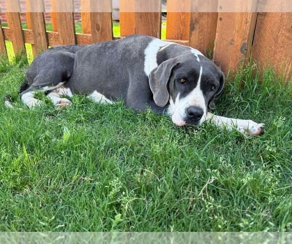 Medium Photo #4 Great Dane-Unknown Mix Puppy For Sale in Bullard, TX, USA