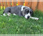 Small #3 Great Dane Mix