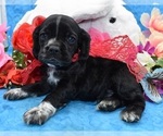 Small Photo #5 Cocker Spaniel Puppy For Sale in PEYTON, CO, USA