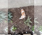 Small #7 Cavalier King Charles Spaniel