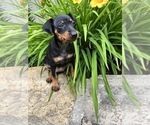 Small Photo #6 Miniature Pinscher Puppy For Sale in SUGARCREEK, OH, USA