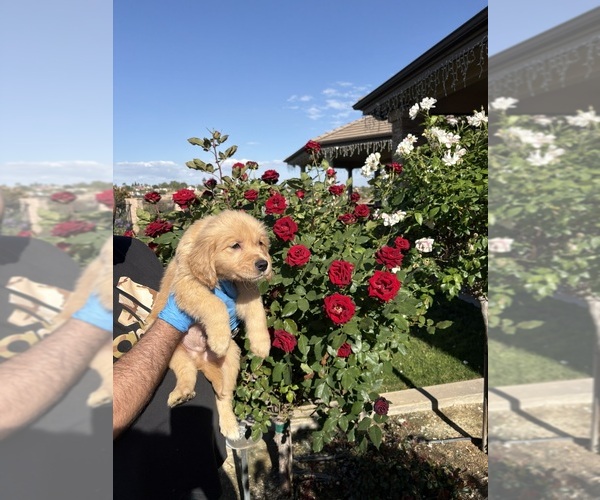 Medium Photo #3 Golden Retriever Puppy For Sale in RIVERSIDE, CA, USA