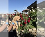 Small Photo #3 Golden Retriever Puppy For Sale in RIVERSIDE, CA, USA