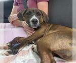 Small #1 Labrador Retriever Mix