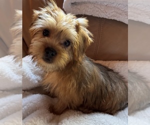 Morkie Puppy for sale in HADDAM, CT, USA