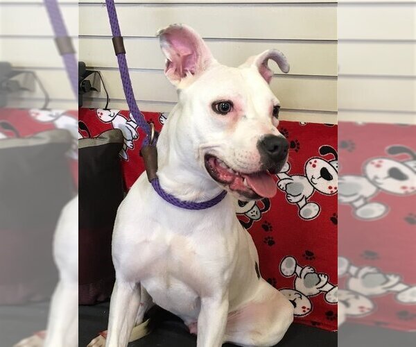 Medium Photo #3 American Staffordshire Terrier Puppy For Sale in Amarillo, TX, USA
