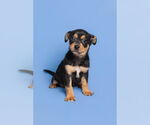 Small #2 Chihuahua Mix