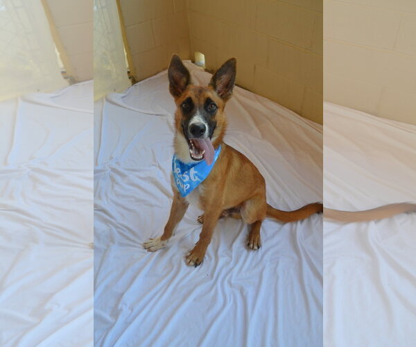 Medium Photo #3 Mutt Puppy For Sale in McKinney, TX, USA