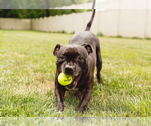 Medium Photo #22 Staffordshire Bull Terrier-Unknown Mix Puppy For Sale in Crete, IL, USA