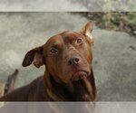 Small Photo #7 Doberman Pinscher-Labrador Retriever Mix Puppy For Sale in Blacklick, OH, USA