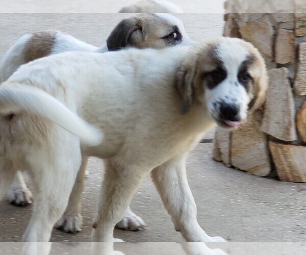 Medium Photo #1683 Anatolian Shepherd-Maremma Sheepdog Mix Puppy For Sale in LECANTO, FL, USA