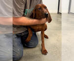 Small Photo #4 Mutt Puppy For Sale in Elmsford, NY, USA