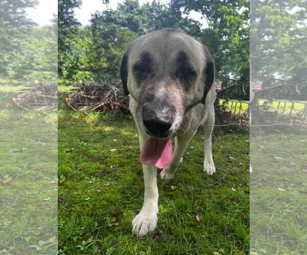 Medium Photo #2 Anatolian Shepherd Puppy For Sale in Jackson, NJ, USA