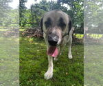 Small #1 Anatolian Shepherd