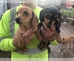 Small Photo #1 Dachshund Puppy For Sale in GARRETT, PA, USA