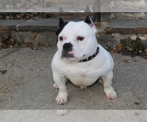 Father of the American Bully puppies born on 05/05/2022