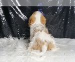 Small #6 Cavalier King Charles Spaniel