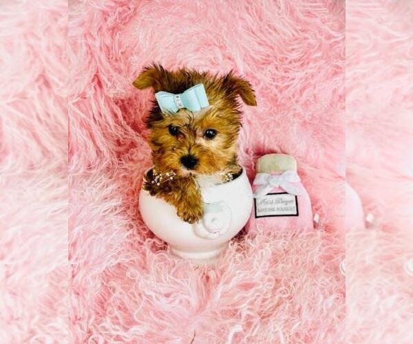 Medium Photo #26 Morkie Puppy For Sale in MIAMI BEACH, FL, USA