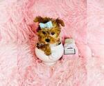 Small #25 Morkie