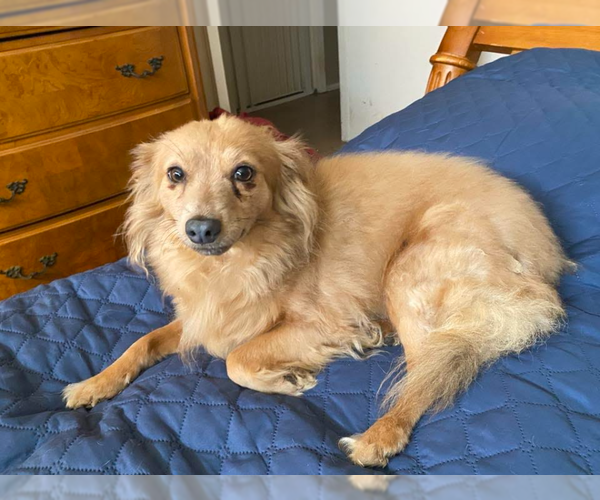 Medium Photo #3 Chiranian Puppy For Sale in Cranston, RI, USA