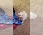 Puppy Puppy 2 Bichon Frise