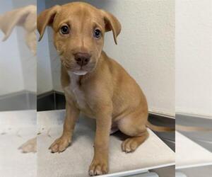 Labrador Retriever-Unknown Mix Dogs for adoption in San Antonio, TX, USA
