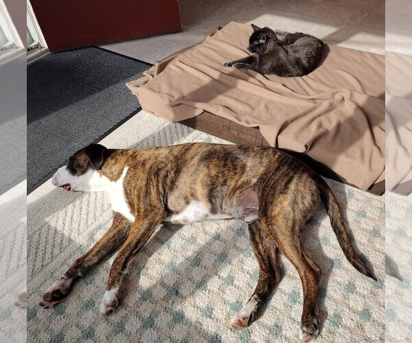 Medium Photo #2 Boxer-Unknown Mix Puppy For Sale in Rochester, NY, USA