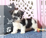 Small #1 Havanese