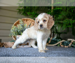 Small #2 Cocker Spaniel
