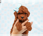 Small #3 Cavapoo-Poodle (Toy) Mix