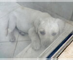 Small #1 Labrador Retriever