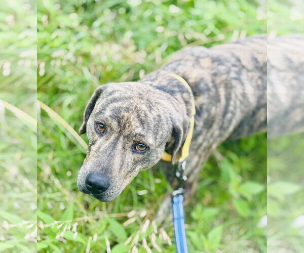 Medium Photo #2 Mutt Puppy For Sale in Waldron, AR, USA