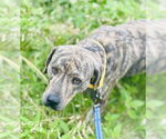 Small #1 Mutt