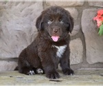 Image preview for Ad Listing. Nickname: Snickers