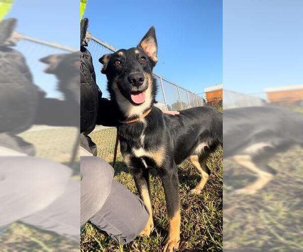 Medium Photo #2 German Shepherd Dog-Unknown Mix Puppy For Sale in Rosenberg, TX, USA