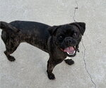 Small #4 Pug Mix