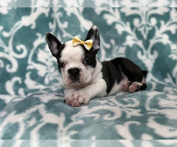 Medium Photo #3 Faux Frenchbo Bulldog Puppy For Sale in LAKELAND, FL, USA