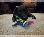 Small Photo #7 Labrador Retriever-Unknown Mix Puppy For Sale in Doylestown, PA, USA