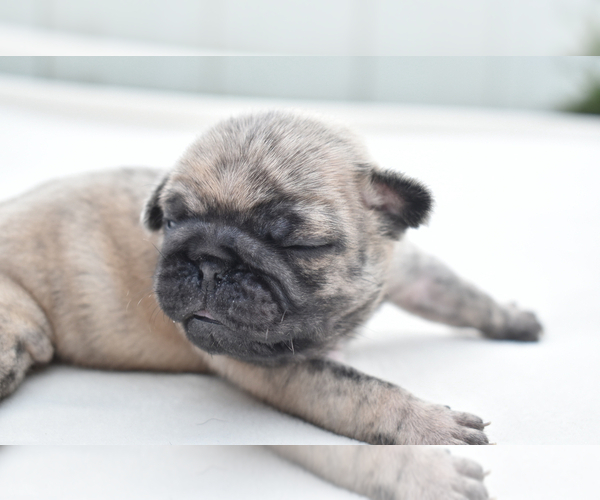 Medium Photo #2 Pug Puppy For Sale in PALM COAST, FL, USA
