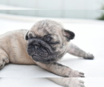 Small #1 Pug