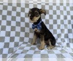 Small #8 Schnauzer (Miniature)