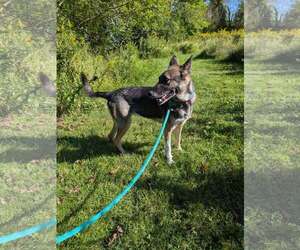 Rainy - Female German Shorthaired Pointer Dog for Adoption - Photo #3